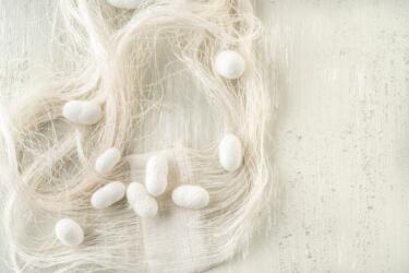 10 كائنات حية تنتج الحرير غير دودة القز