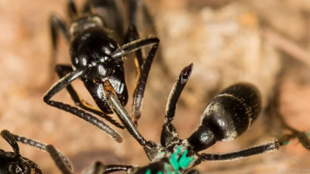 هل يستطيع بعض أنواع النمل علاج الجروح الملوثة بالبكتيريا؟