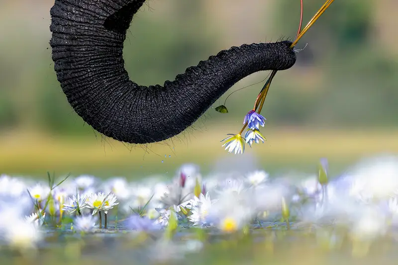 مشترك الدور النهائي في فئة الحيوانات: "قطف الزهور". "يستمتع فيل بوجبة مغذية من زهور زنبق الماء وهو يشق طريقه عبر نهر تشوبيه في بوتسوانا. تسود الزهور جوانب الممرات المائية وتغيّر شكلها عندما تصل مياه الفيضانات إلى هذا النهر (من منبعه في أنغولا)". ويليام ستيل (cupoty.com)