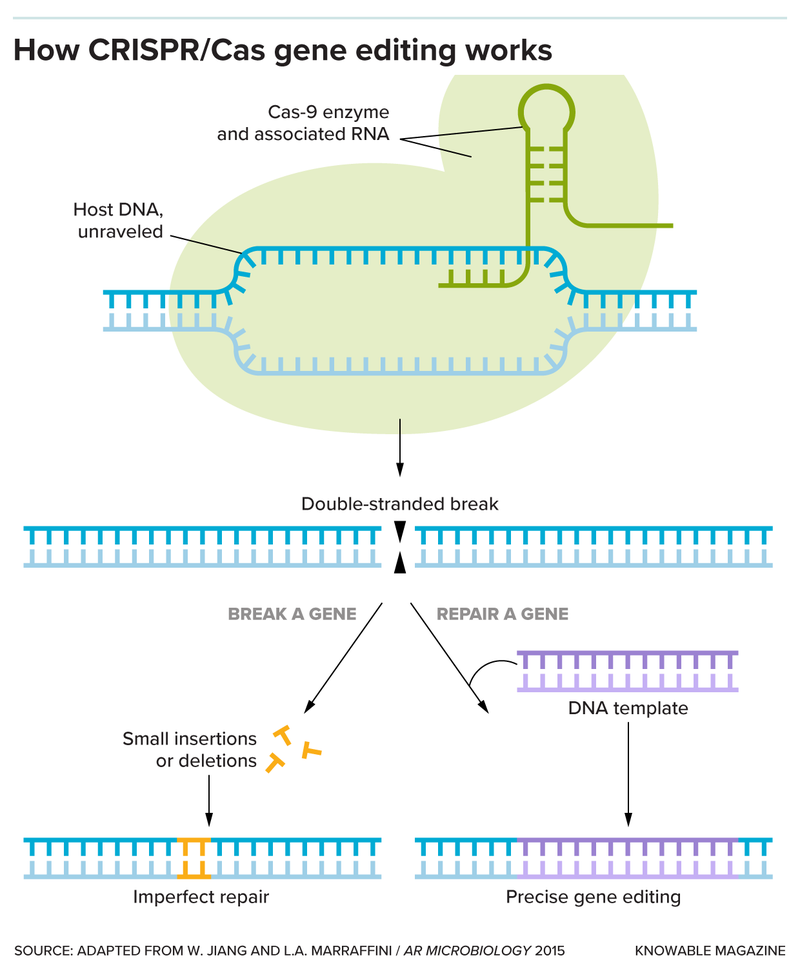 يستخدِم إنزيم كاس 9 ضمن عمليات تعديل الجينات المعتمدة على أنظمة كريسبر-كاس قطعاً مرتبطة من الرنا ليرتبط ببروتين من الحمض النووي الجينومي. ثم يفصل هذا الإنزيم شريطي الحمض النووي. ترمم الخلية الحمض النووي، إما على نحو غير مثالي يتسبب بتشكيل جين تالف (على اليسار)، أو باستخدام قالب جاهز من الحمض النووي، وهو ما يؤدي إلى إجراء تغيير متحكّم به (على اليمين). حقوق الصورة: مجلة نُوابل ماغازين