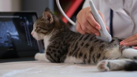 ما أعراض الفشل الكلوي عند القطط؟ ومتى يكون قابلاً للعلاج؟