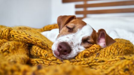 هل ترى الكلاب أحلاماً في أثناء نومها مثل البشر؟ وما الفائدة العلمية من معرفة ذلك؟