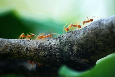 دراسة حديثة: النمل يجري عمليات بتر الأطراف لإنقاذ حياة رفاقه المصابين